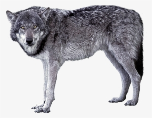 Wolf png graphic clipart design 19152493 PNG