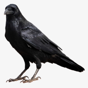 Crow Png High-quality Image - Transparent Background Raven Png