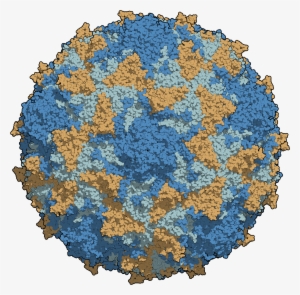 polio 3 chains - virus de la poliomielitis