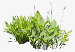 Bright Green Water Plants Cut-out For Your Rendering - Aquatic Plant