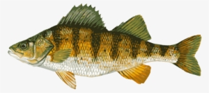 Great Clip Art Of Freshwater Fish - Freshwater Perch