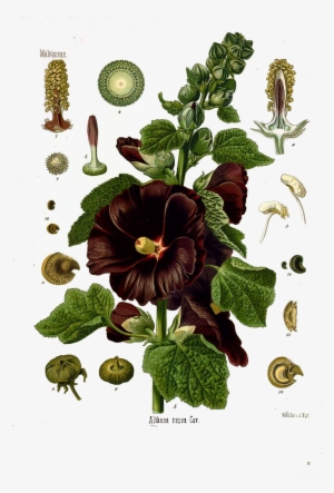 Black Hollyhock Is Shown Here In Full Anatomical Detail - Althaea Rosea Cav
