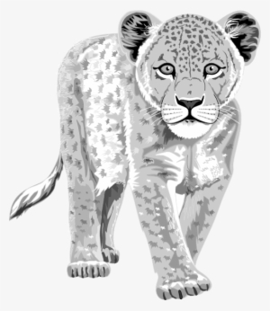 Snow Leopard Drawing Clipart - Snow Leopard Clip Art