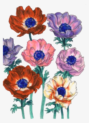 Flowers Image - Poppies Art Print - Mini By Ania