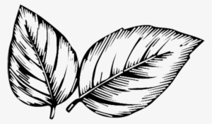 Black And White Png Images - Leaves Line Art Png