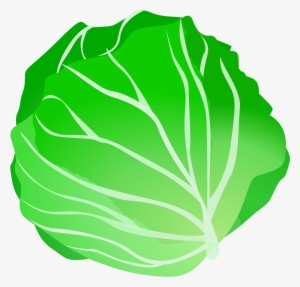 Lettuce Clipart - Cabbage Clipart