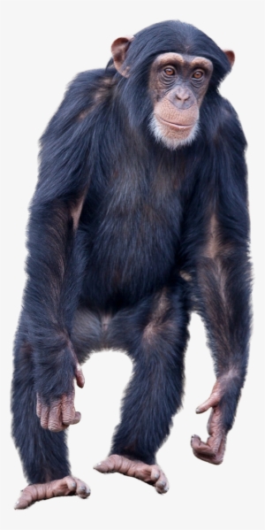 Monkey Standing Png Image - Monkey Images Without Background