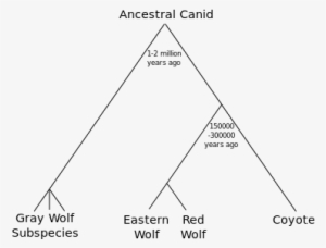Wolf-evolution - Svg - Diagram