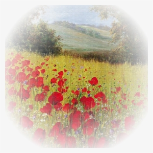 Coquelicot Paysage Poppy Flower Landscape - Common Poppy