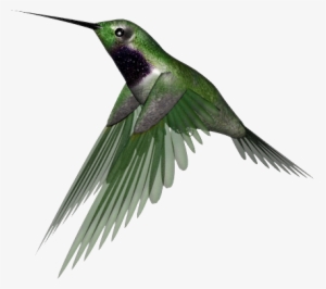 Hummingbird Png Clipart - Humming Bird Png
