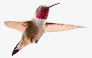 Hummingbird Png Image - Broad Tailed Hummingbird Transparent