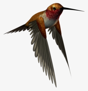 Free Hummingbird Clipart - High Resolution Png Images Free Download