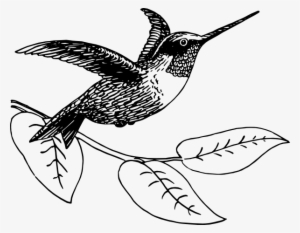 How To Set Use Hummingbird Carrying Vine Svg Vector