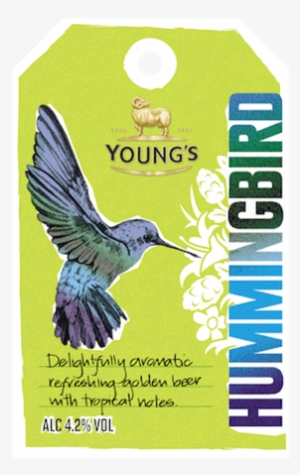 22 Youngs Hummingbird - Youngs Hummingbird