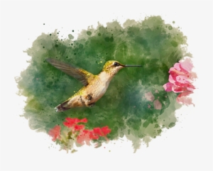 Click And Drag To Re-position The Image, If Desired - Ruby Throated Hummingbird - Watercolor Painting - Blank