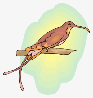 Brown, Sun, Sky, Bird, Branch, Wings, Hummingbird - Colourful Birds On Branches Images Png