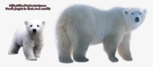 Polar Bear Transparent Background - Transparent Background Polar Bear Png