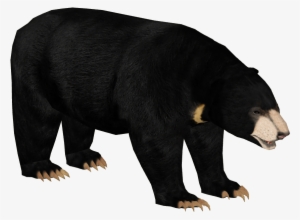 Malayan Bear - Zt2 Sloth Bear