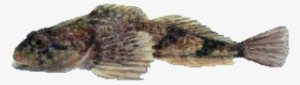 A Small Fish In The Same Family As The Rockfish, This - Gulf Flounder