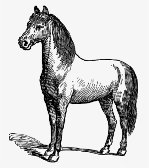 Digital Horse Illustration - Horse