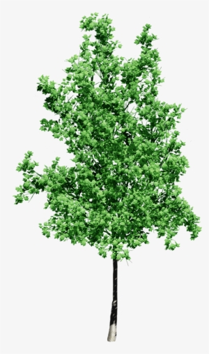 Print Photos - Small Tree Transparent Background