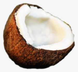 Small - Coconut Ico