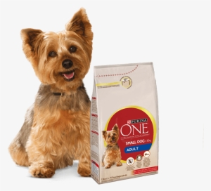 Yorkshire Terrier And Purina One Small Dog Products - Purina One Small Dog Food