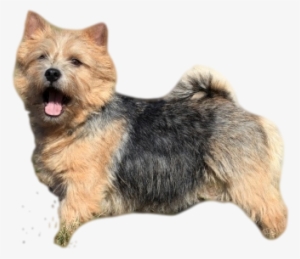 As With Many Terriers, The Norwich Terrier Has An Outer