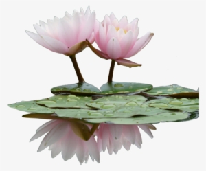 Transparent Looks Better When You Click & Drag - Water Lily Flower Png