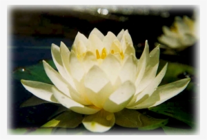 Waterlily "american White" - Photographs Of Water Lilies