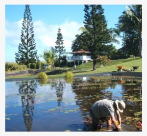maui water lily farm