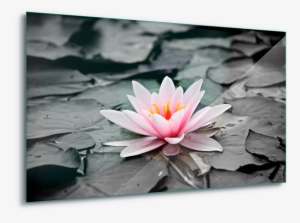 Water Lily Pink Canvas Amp Glass Wall Art - Flor Lotus Quadro