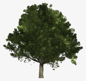 Oak Is A Type Of Deciduous Tree That Sheds All Its - State Tree Of Ohio