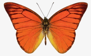 Click And Drag To Re-position The Image, If Desired - Orange Albatross Butterfly