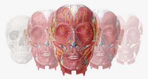 About Us - Anatomy Flashcards: Head - Ebook