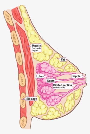 Anatomy Of The Breast Uk