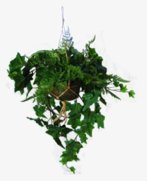 Hanging Basket With Ivy And A Fern - Plants