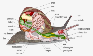 Anatomy - Diagram Of A Snail