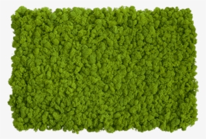 Self Assembly Of Moss Wall With Reindeer Panels Stylegreen - Moss Png