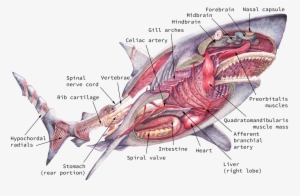 Internal Anatomy - Anatomy Of Sharks