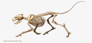 Animal Anatomy, Art Reference - Skeleton
