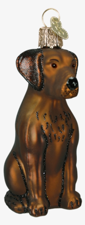 Chocolate Lab - Chocolate Labrador