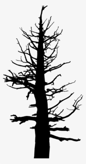Scary Tree Silhouette - Old Dead Pine Tree
