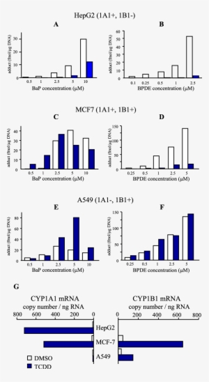 Tcdd-mediated Modulation Of Bap Adducts In Various - Common Fig