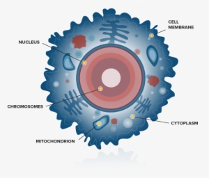 Diagram Of A Human Cell - Beta Cell Simple Diagram