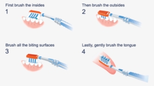 Image Result For Brush Teeth Correctly - Clean Your Teeth Properly