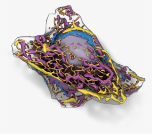 19 May - Allen Integrated Cell