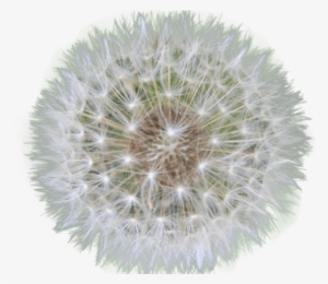 Dandelion Clipart Transparent Background - Png Dandelion