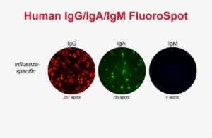 Fluorospot Analysis Of In Vivo Activated Human B Cells - B Cell Fluorospot