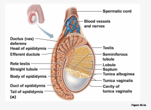 Body Of Epididymis